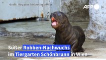 Robben-Babys erste Schritte im Tiergarten Schönbrunn