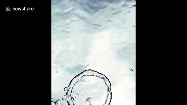 Jellyfish spins round and round in bubble ring off Menorca coast