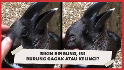 Warganet Penasaran, Ini Kelinci atau Gagak?