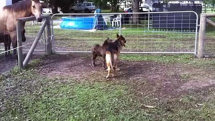 Ce chien et ce poney sont inséparables
