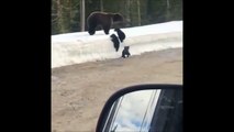 Cet ours le fait bien comprendre : il ne faut pas s'approcher de ses petits