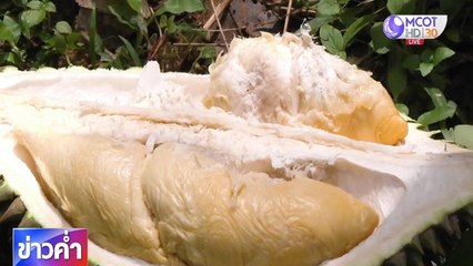 เปิดตัวทุเรียนฟอสซิล ต่อยอดท่องเที่ยว ต.คูหา อ.สะบ้าย้อย จ.สงขลา