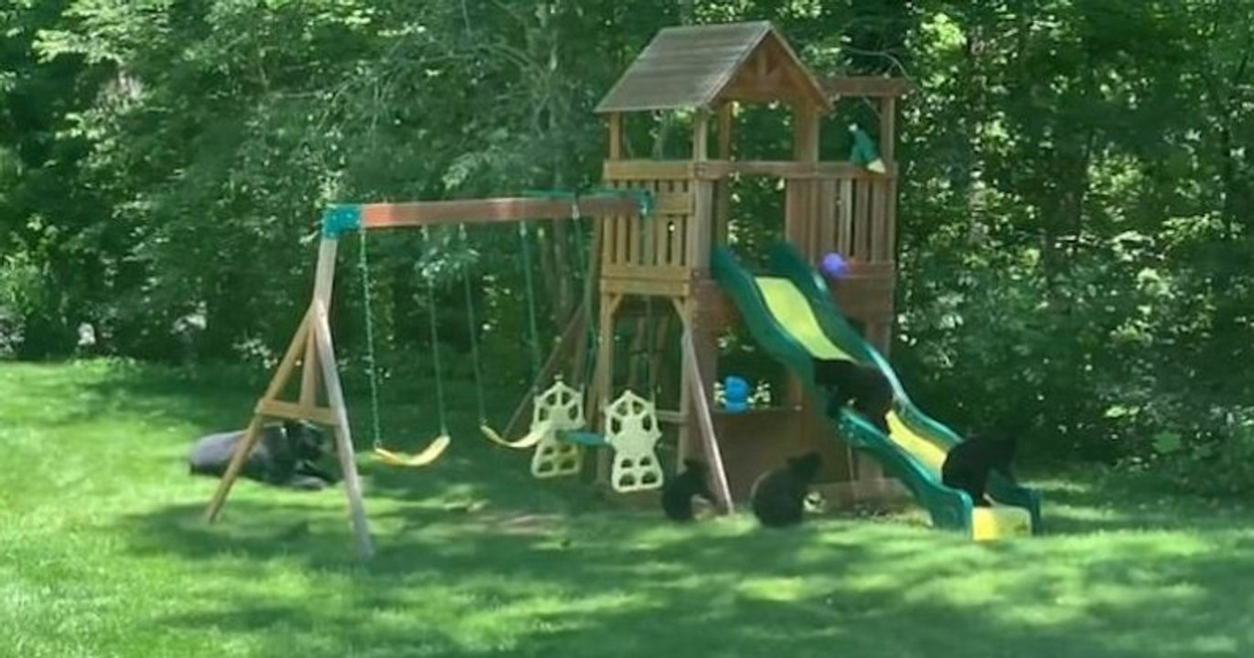 Une famille d'ours s'incruste dans le jardin d'une famille et s'amuse comme des fous