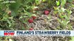 Pick your own fruit: Thousands of Finns replace foreign workers save summer strawberry harvest