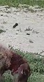 Les images d'une brebis attaquée par des chiens à Roz-sur-Couesnon (Ille-et-Vilaine)