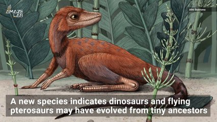 Scientists Discover the ‘Tiny Bug Slayer,' a 4-Inch-Tall Dinosaur Ancestor