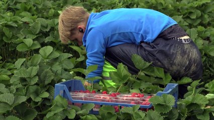 فنلنديون يهبون لقطف الفراولة مع غياب العمال الأجانب