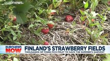 Pick your own fruit: Thousands of Finns replace foreign workers save summer strawberry harvest