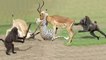 Amazing Baboon Save Impala From Leopard Jumps Tall Tree To Ambush _ Leopard Hunting Fail