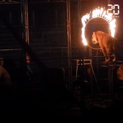 David Hallyday et PETA s'associent contre les cirques animaliers