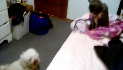 Princess Ella and Tigress Looking At Each Other