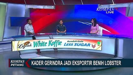 Kader Gerindra Jadi Eksportir Benih Lobster