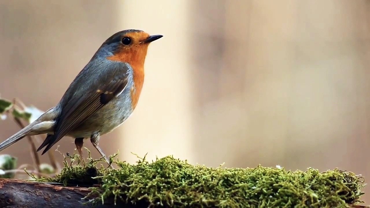Natural background music