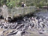 L'heure du repas pour ces centaines d'alligators