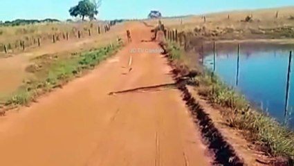 Un énorme anaconda leur coupe la route au brésil