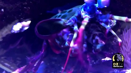 Peacock Mantis Shrimp shows off at Denver Zoo