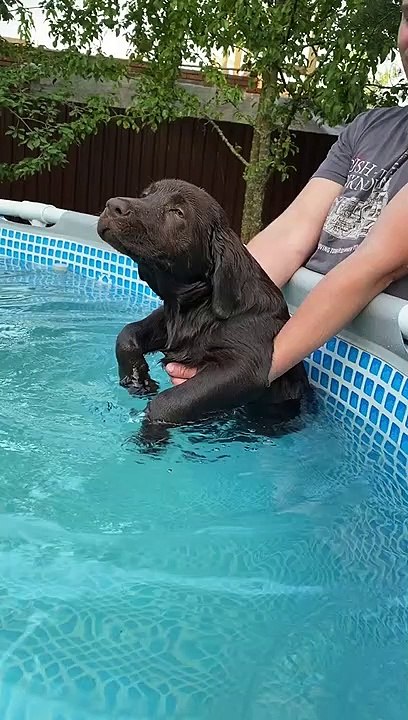 Dog Pretends to Swim