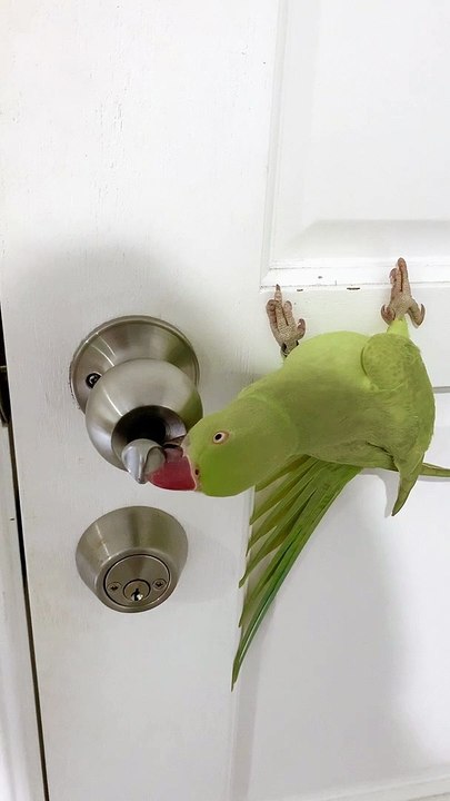 The Bird That Picks Locks
