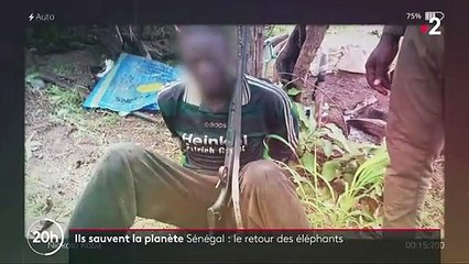 Sénégal : le retour des éléphants