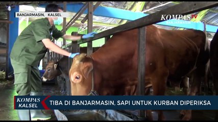 Download Video: Periksa Kesehatan Hewan Untuk Kurban, Petugas Temukan Sapi Cedera Dalam Pengiriman