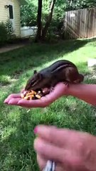 Hand Feeding a Chipmunk That Passes Out and Then Comes Back for a Kiss