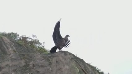 Ecuador celebra su Día del Cóndor Andino