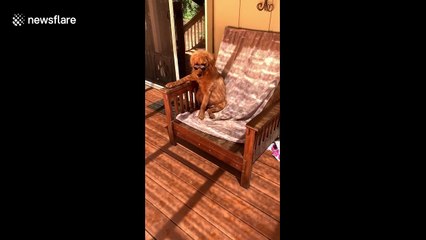 Very cool dog in California chills with shades on