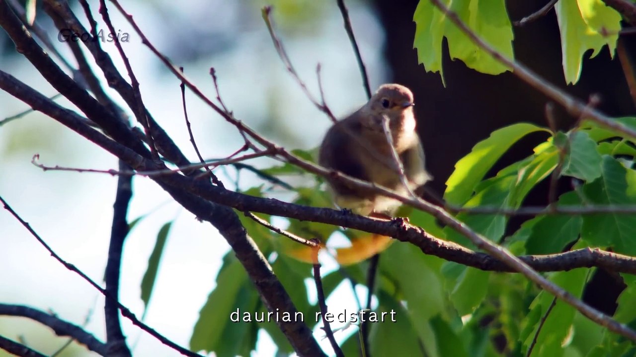 Cuckoo Coup within nest