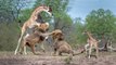 Giraffe Take Down Lion! Mother Giraffe Tries Saving Her Calf From Hunting Lions