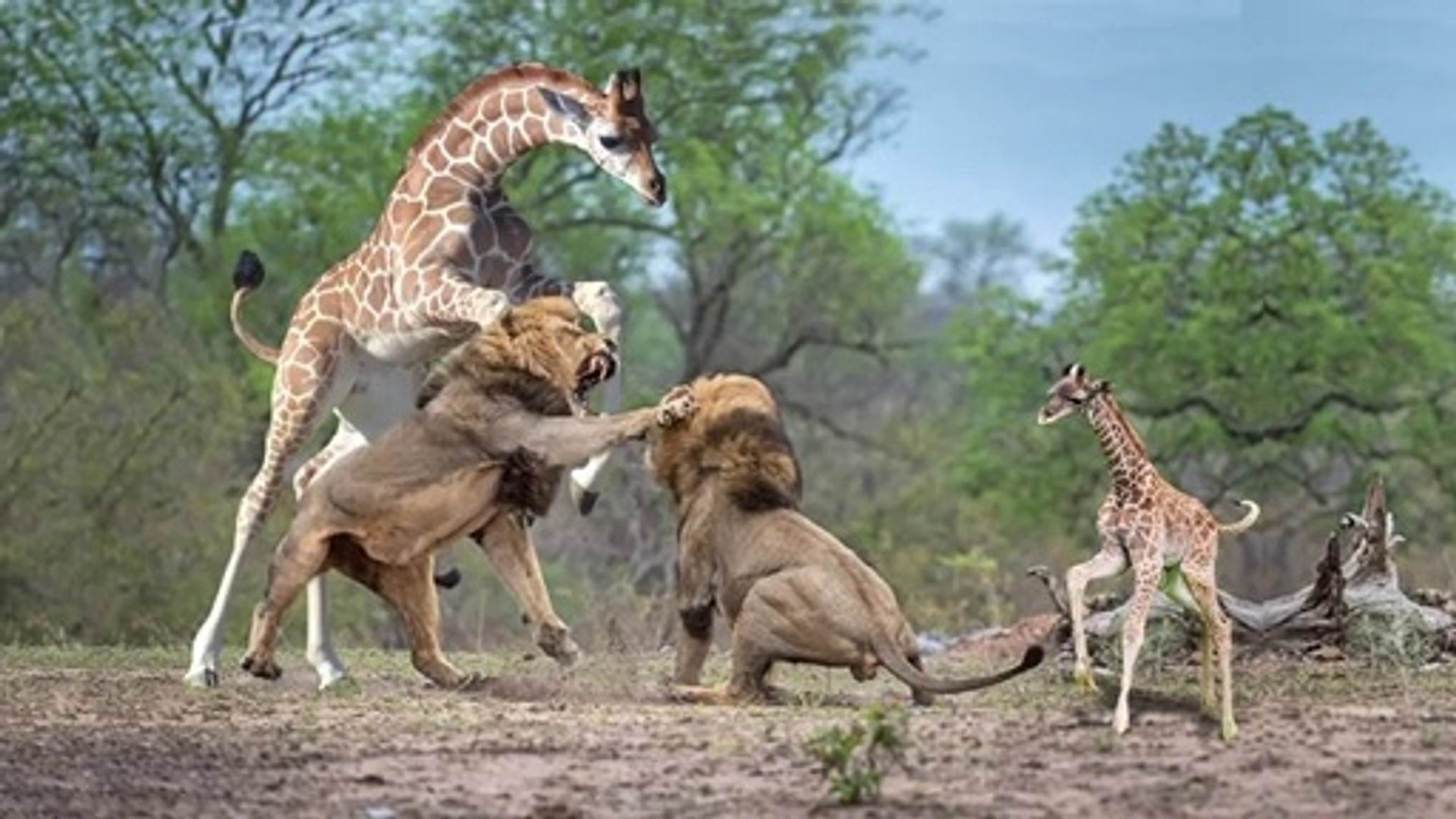 Битвы диких животных видео. Драка Жирафов. Жирафы дерутся. Жираф против Льва. Охота Львов на жирафа.