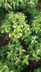 Piperment  Kya Hai   Piperment Kya Hota Hai