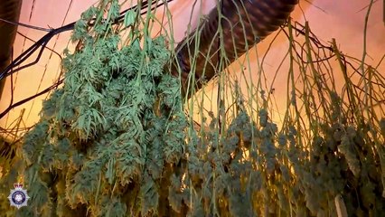 Northamptonshire Police - Cannabis Farm, Upper Thrift Street, Northampton