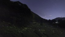 With festival cancelled by virus, Japan fireflies dance alone