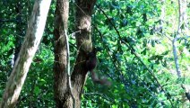 Wild Gray Squirrels Natural Alarm Behavior Around Humans