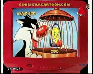 sweety 16 - 23 pitasakwala macca