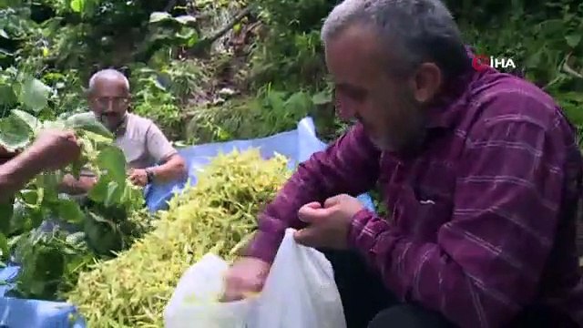 Rize'de ıhlamur hasadı başladı