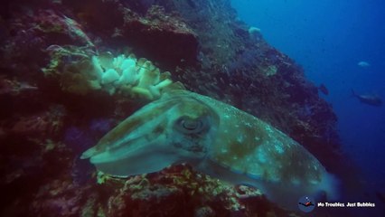 Pharaoh Cuttlefish