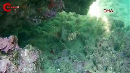 Tatilcileri tedirgin etti! Dünyanın en zehirli balığını kaydetti