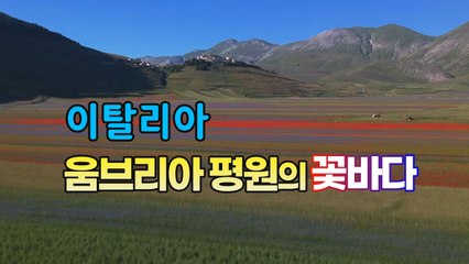 [세상만사] 이탈리아 움브리아 평원에 펼쳐진 꽃바다 장관 / YTN