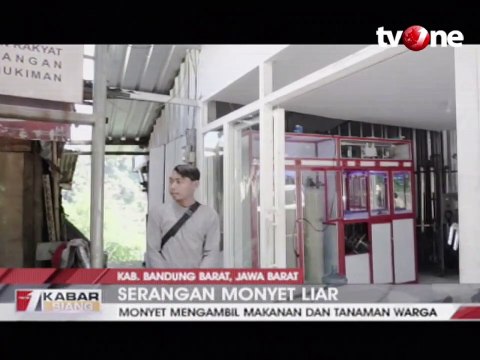 Monyet Liar Masuk ke Permukiman Warga, Atap Rumah Rusak
