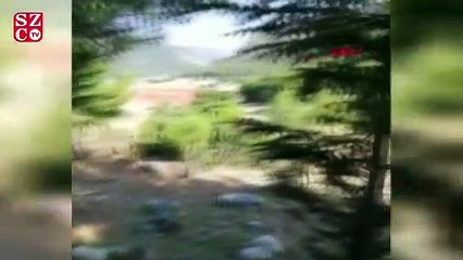 Çöplüğe atılan felçli köpek, tedavisinin ardından sahiplendirilecek