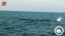 Çeşme açıklarında dev balina görüldü