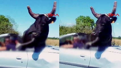 Fransa'da kaçan boğa araca bindirilerek sahibine teslim edildi