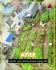 Community in QC transformed idle lot into an urban garden