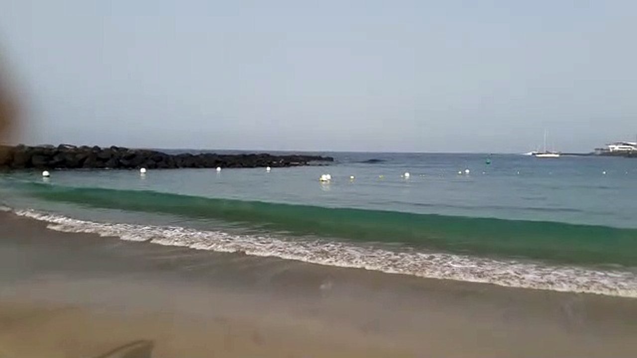 El delfín mular en la playa de Las Vistas