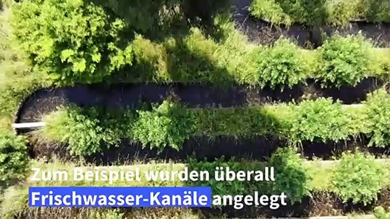 Glühwürmchen-Fest in Japan in diesem Jahr ohne Besucher