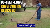 Odisha: 10-feet-long King Cobra rescued from premises of Jarada Jagannath Temple | Oneindia News
