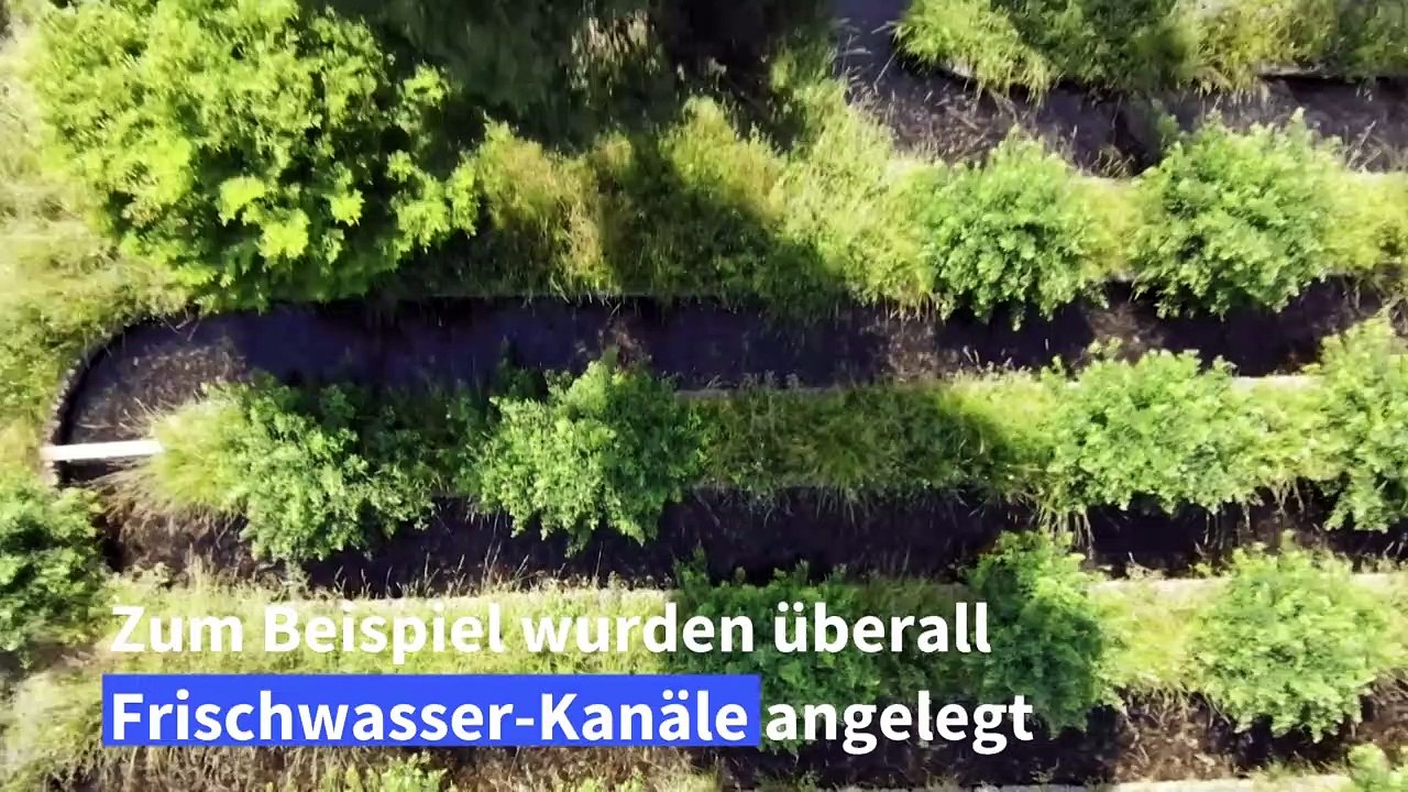 Glühwürmchen-Fest in Japan in diesem Jahr ohne Besucher