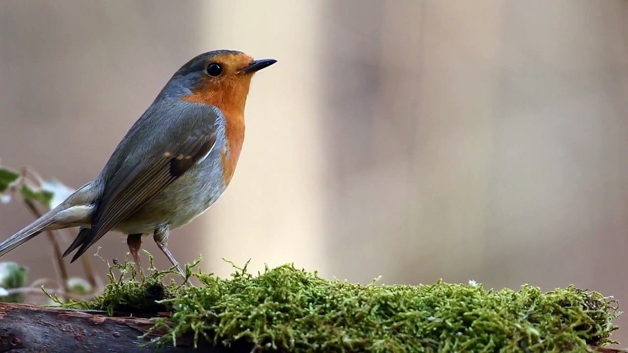 Robin Bird Sound, Bird Sound, Bird Chirping, Natural Sound, Bird, Chirping, Bird in Forest