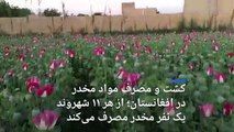 کشت و مصرف مواد مخدر در افغانستان؛ از هر ۱۱ شهروند، یک نفر مواد مخدر مصرف می‌کند